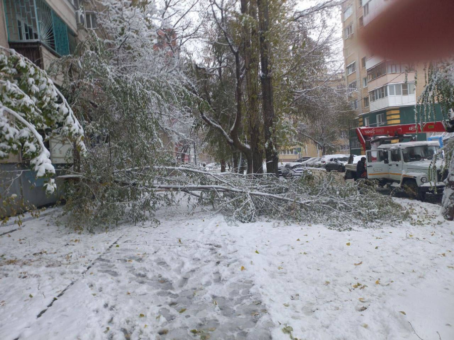 В Саратове многие деревья не выдержали первого снега и упали