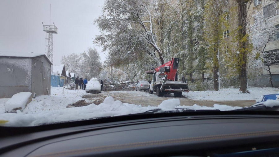 В Саратове многие деревья не выдержали первого снега и упали