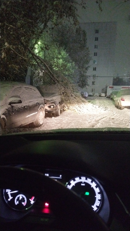 В Саратове многие деревья не выдержали первого снега и упали