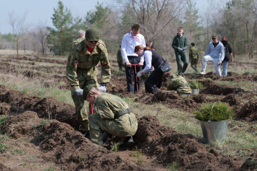 В Марксовском районе высадили 4 тысячи сеянцев сосны