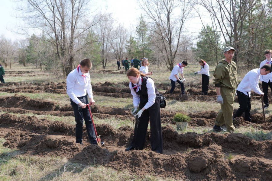 В Марксовском районе высадили 4 тысячи сеянцев сосны
