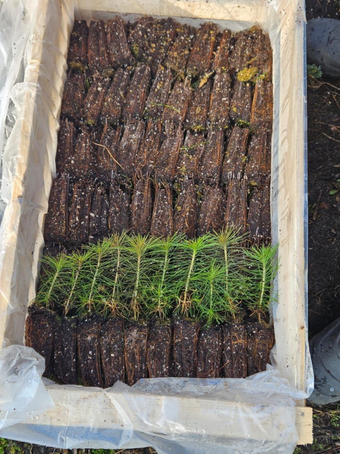 Саратовцы высадили более 2 млн деревьев в рамках всероссийской акции