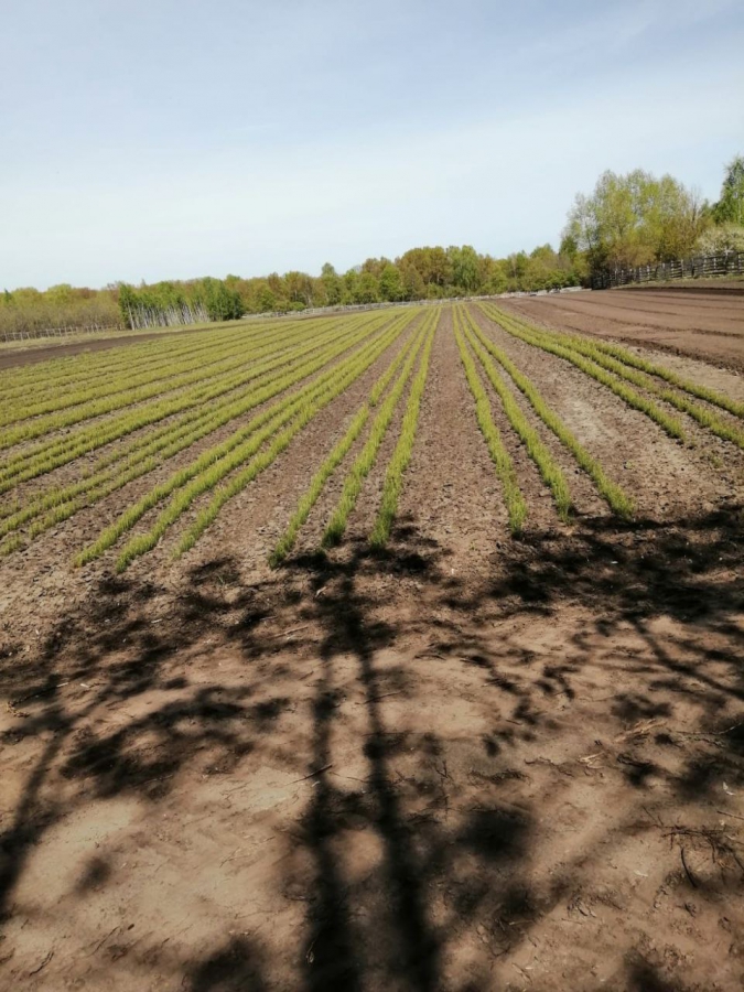 В Саратовской области посадили более миллиона молодых деревьев