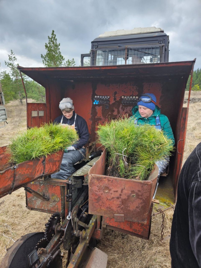В Саратовской области посадили более миллиона молодых деревьев