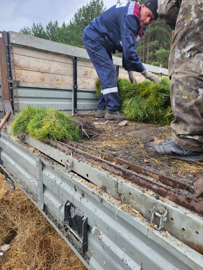 В Саратовской области посадили более миллиона молодых деревьев