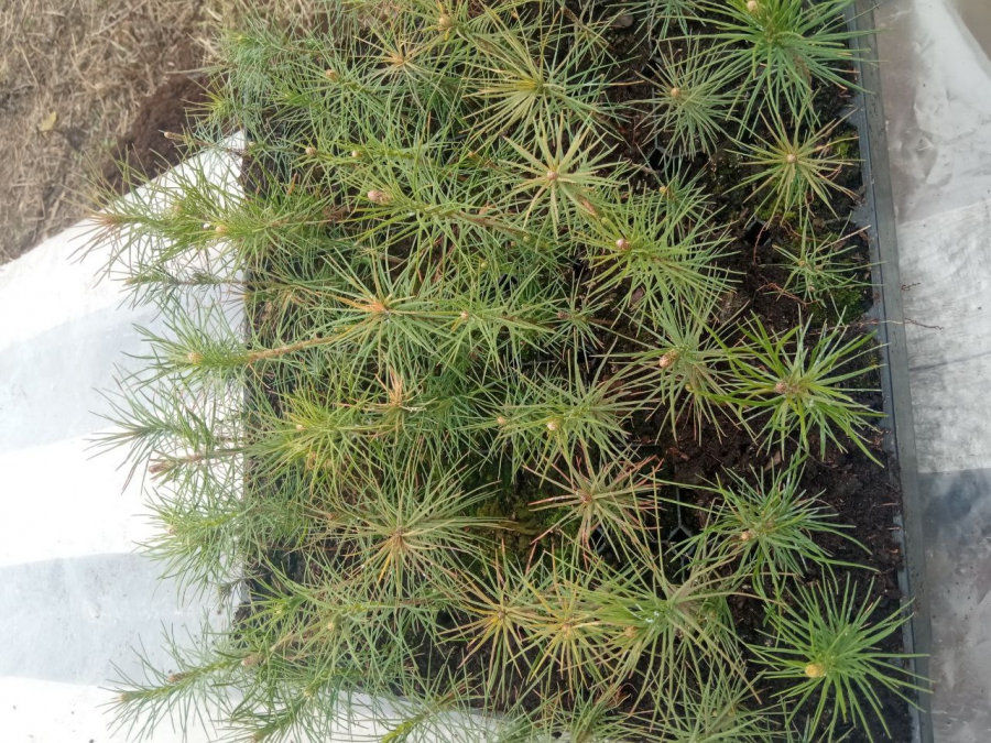 Саратовская область вошла в топ-3 по ПФО по наращиванию площади лесов