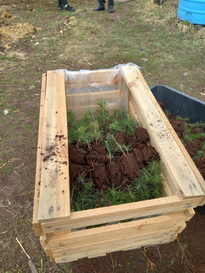 Саратовская область вошла в топ-3 по ПФО по наращиванию площади лесов