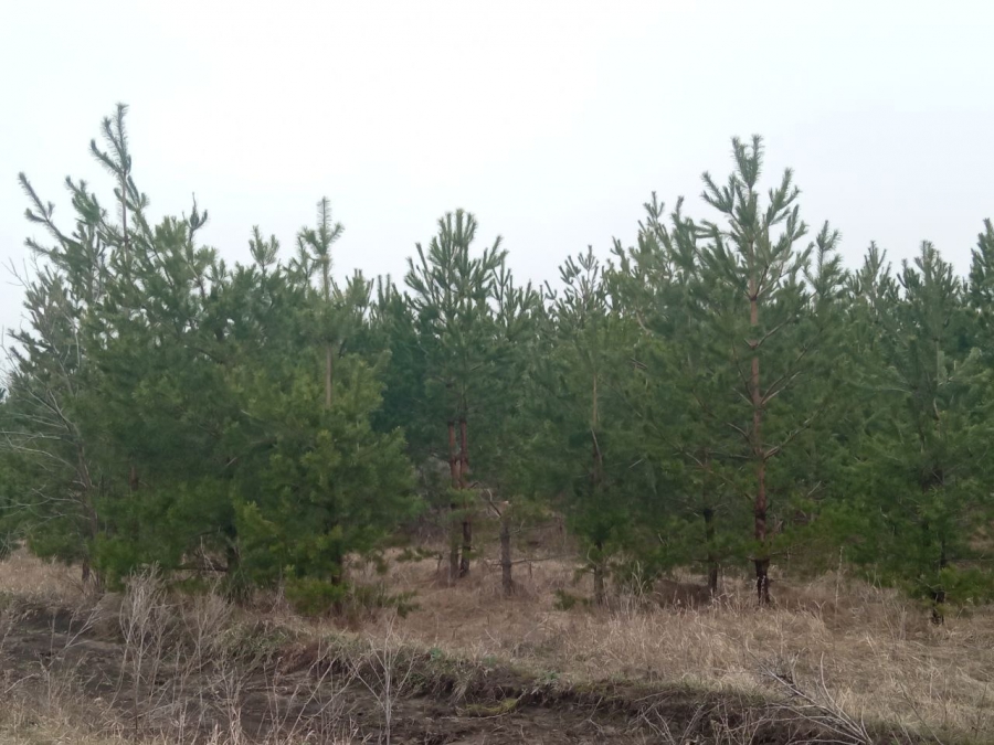 Саратовская область вошла в топ-3 по ПФО по наращиванию площади лесов