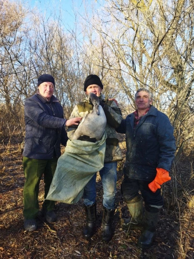 Под Хвалынском спасли замерзавшего на озере «гадкого утенка»