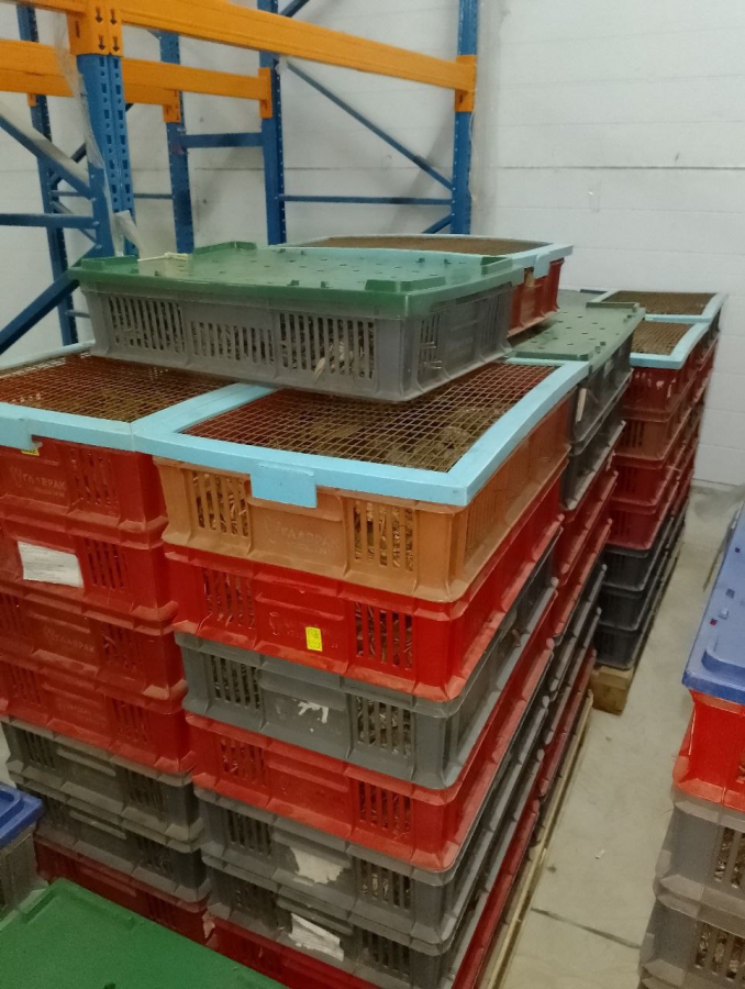 Под Волгоградом саратовец ждет суда за незаконную перевозку 27 тысяч раков