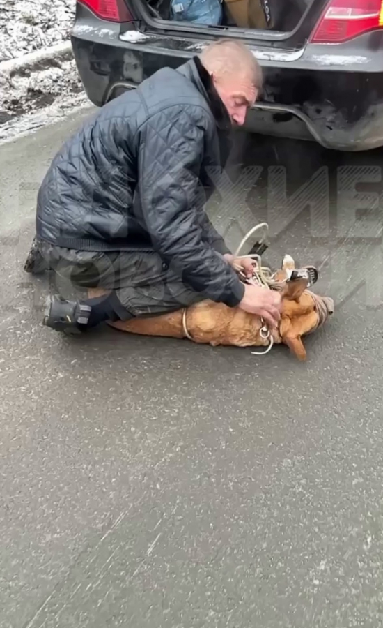 В Саратове живодер связал собаку и бросил в багажник автомобиля