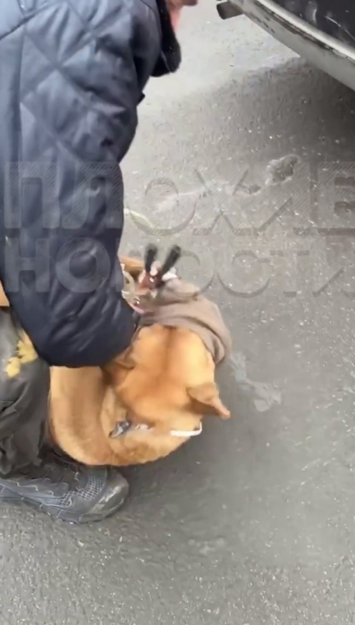 В Саратове живодер связал собаку и бросил в багажник автомобиля