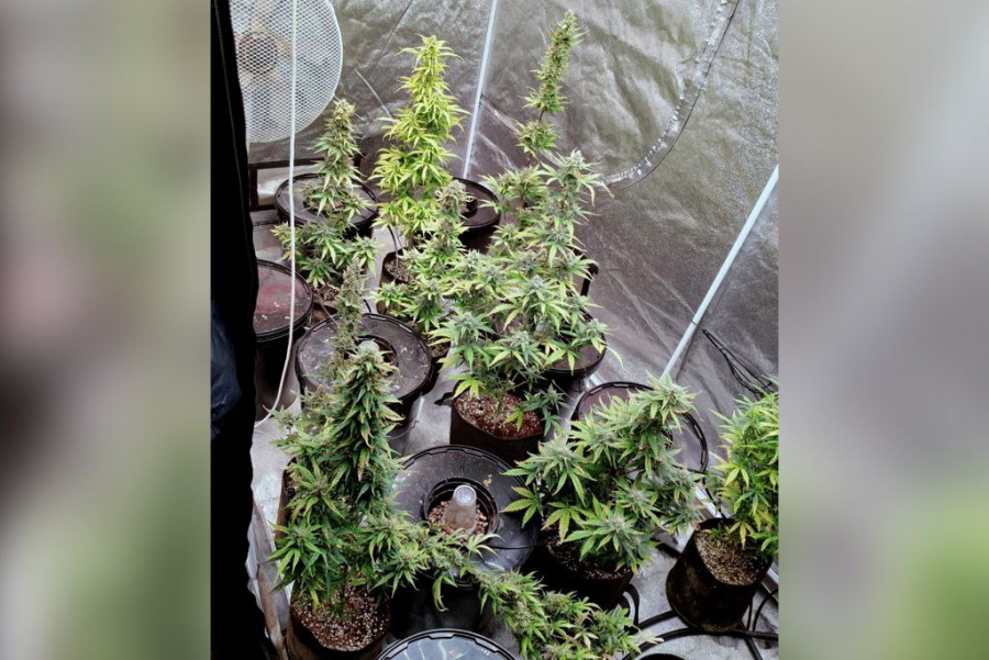 В Волжском районе полицейские нашли в подвале ферму с коноплей