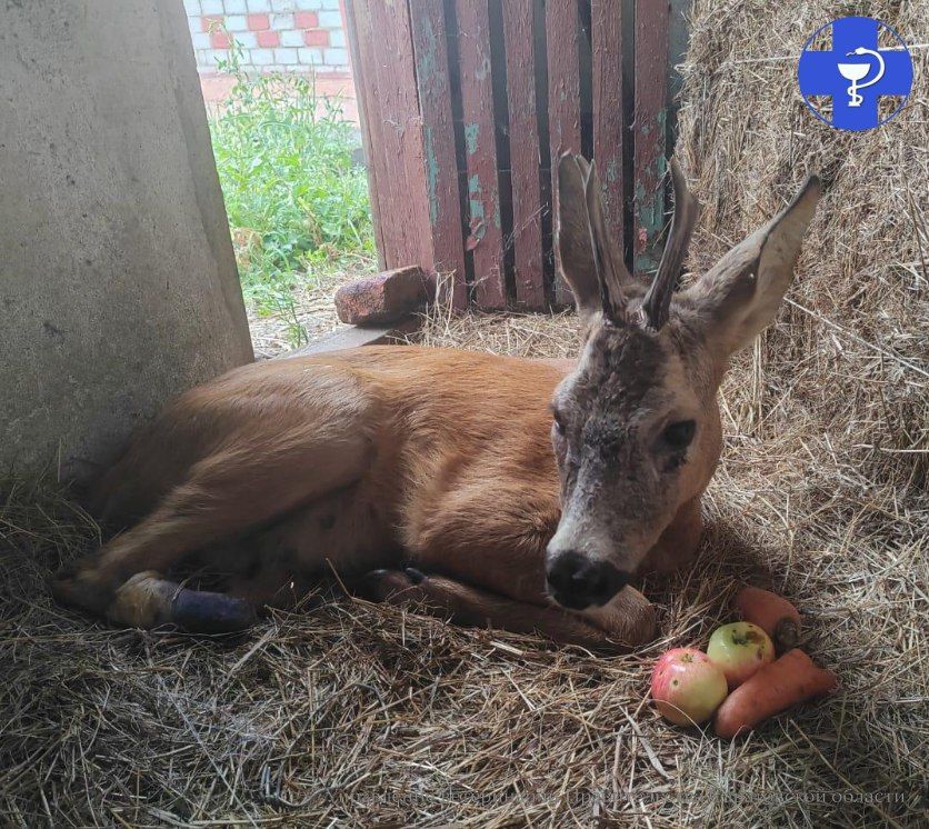 В Ртищевском районе два участника СВО спасли раненую косулю