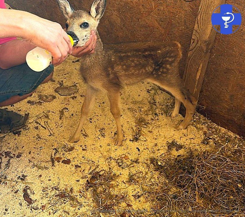 В Ртищевском районе два участника СВО спасли раненую косулю