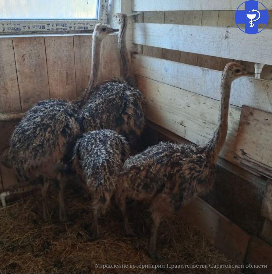 В Саратовской области начали разводить африканских страусов