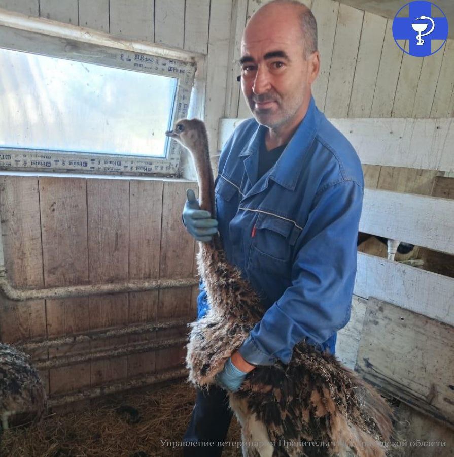 В Саратовской области начали разводить африканских страусов