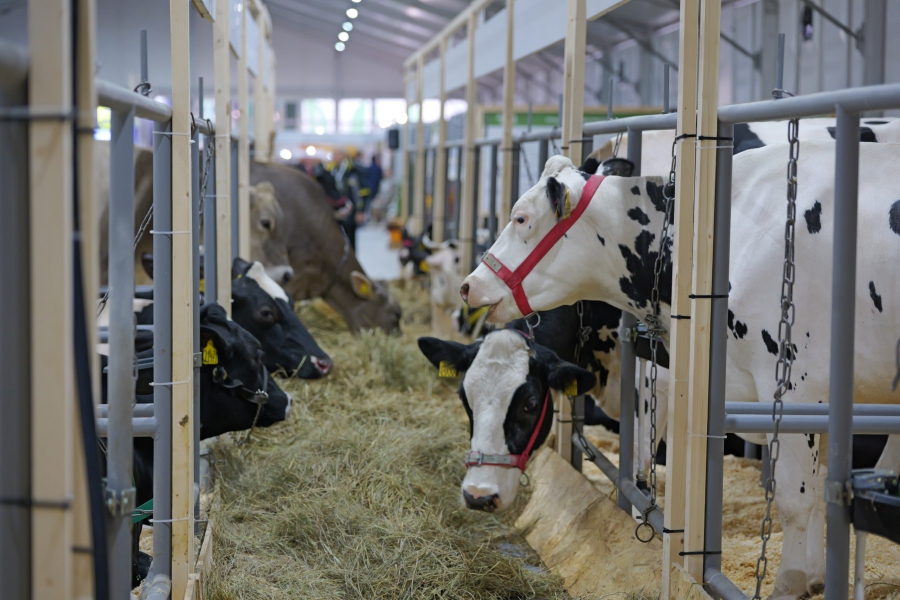 Достижения саратовского сельского хозяйства презентовали в Москве