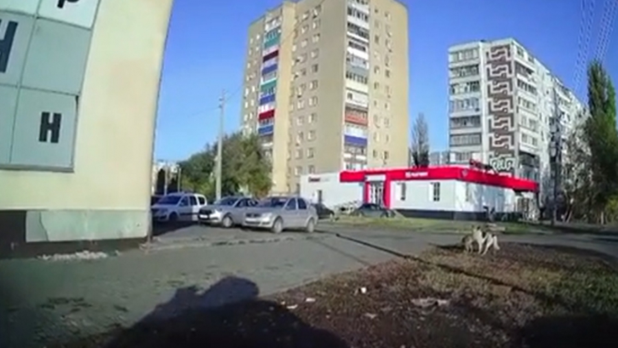 В Балакове неравнодушный горожанин спас ребенка от нападения бездомных собак