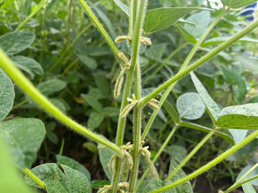 В Саратовской области установили исторический рекорд по валовому сбору сои