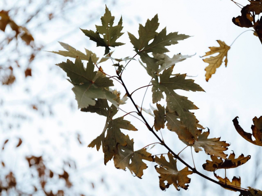 В сквере «Территория детства» высадят более 200 новых деревьев