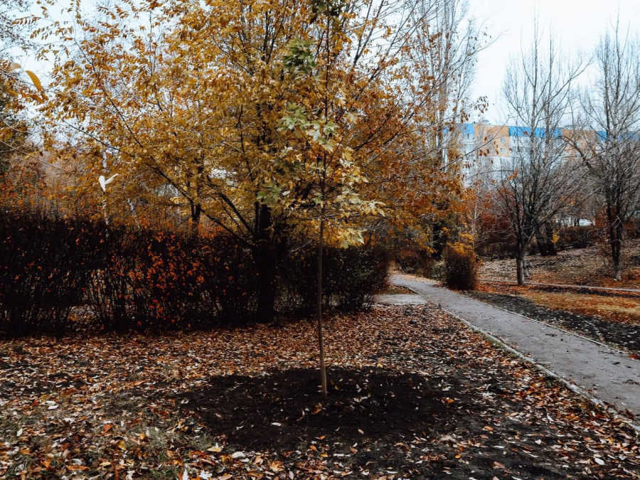 В сквере «Территория детства» высадят более 200 новых деревьев