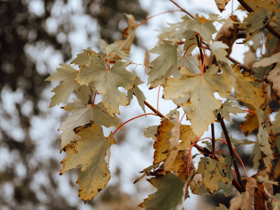 В сквере «Территория детства» высадят более 200 новых деревьев