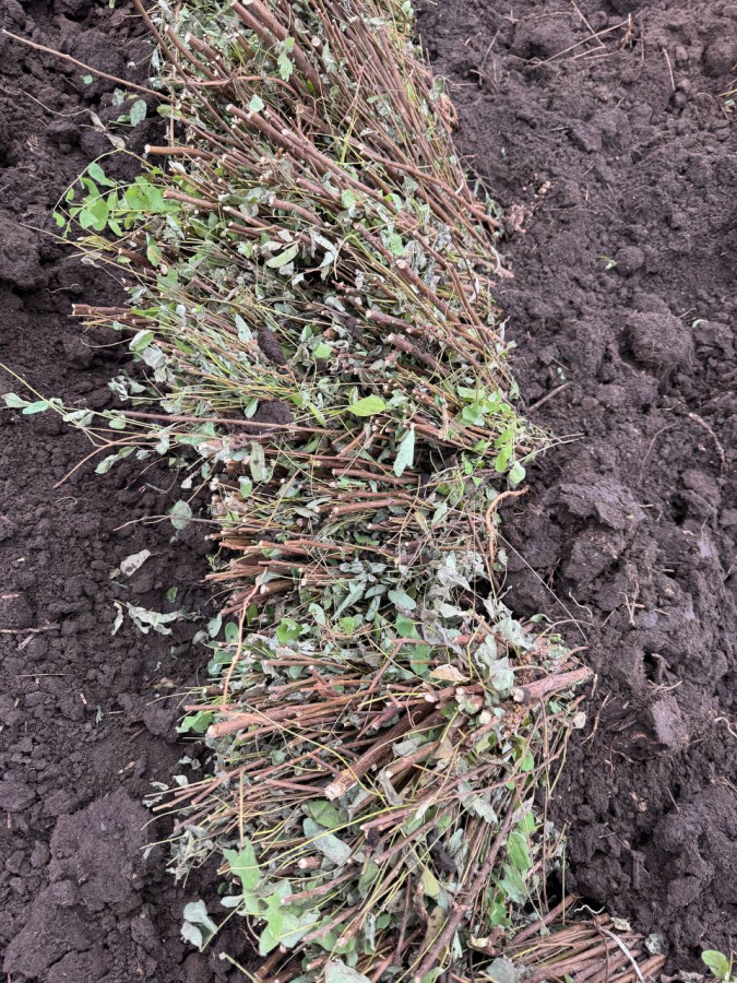 В Саратовской области будут повсеместно сажать белую акацию