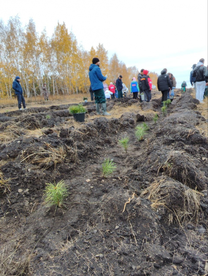 В Саратовской области будут повсеместно сажать белую акацию