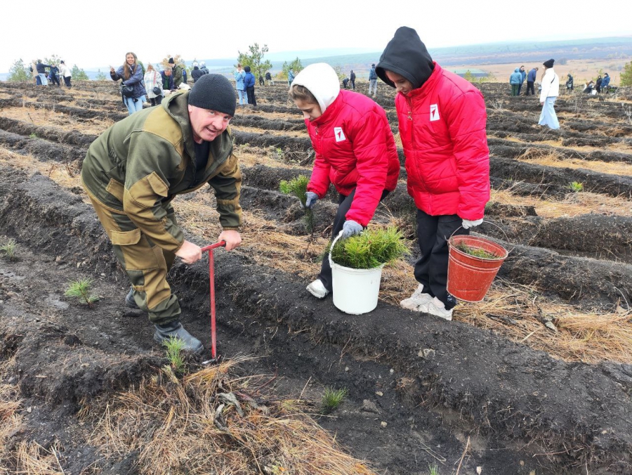 В Саратовской области будут повсеместно сажать белую акацию
