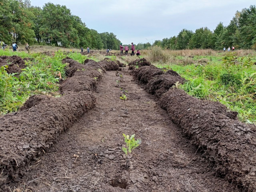 В Саратовской области будут повсеместно сажать белую акацию