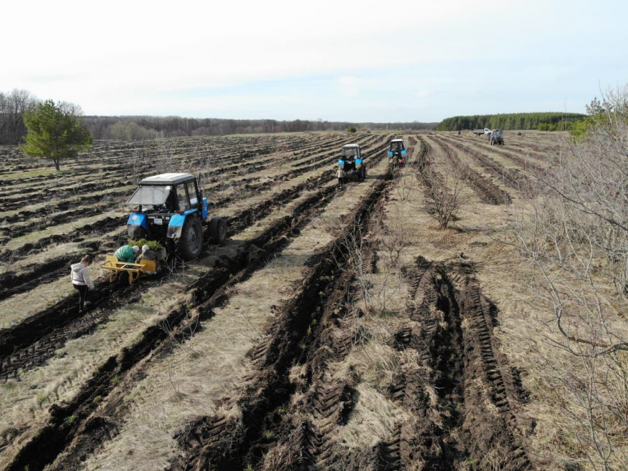 В Саратовской области будут повсеместно сажать белую акацию
