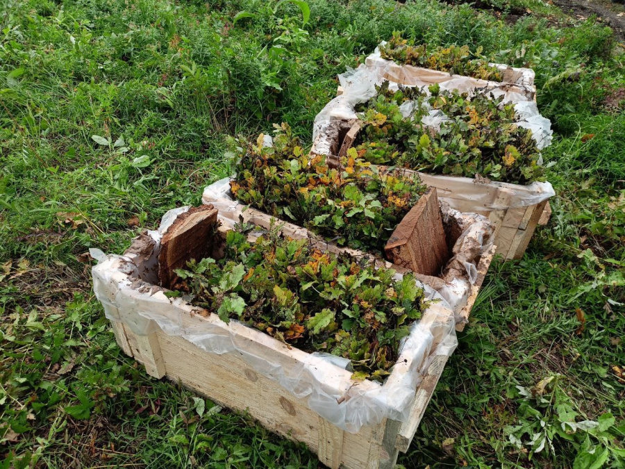 В Саратовской области будут повсеместно сажать белую акацию