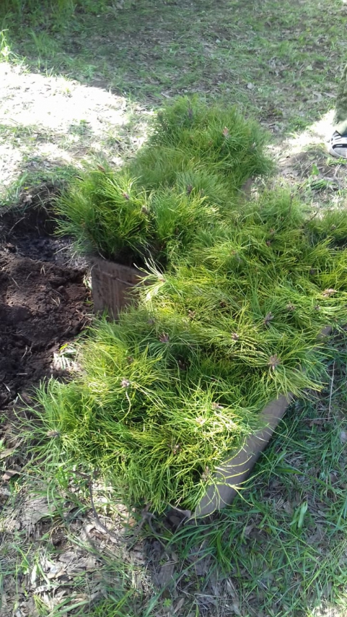 В Саратовской области будут повсеместно сажать белую акацию