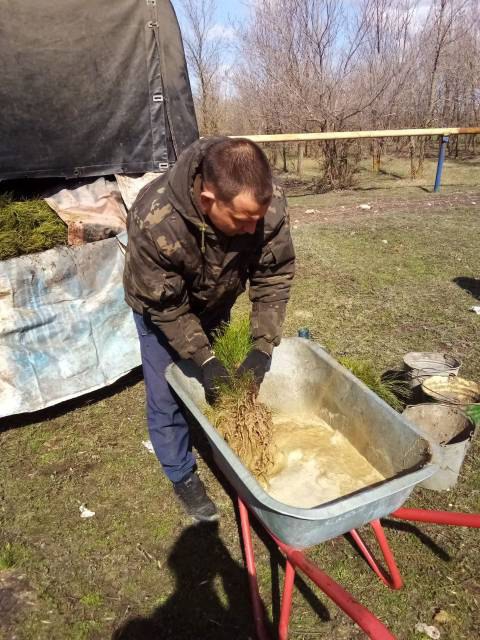В Саратовской области будут повсеместно сажать белую акацию