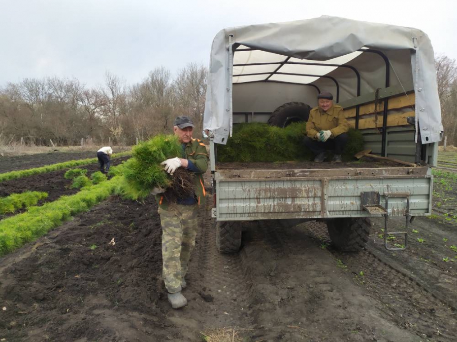 В Саратовской области будут повсеместно сажать белую акацию
