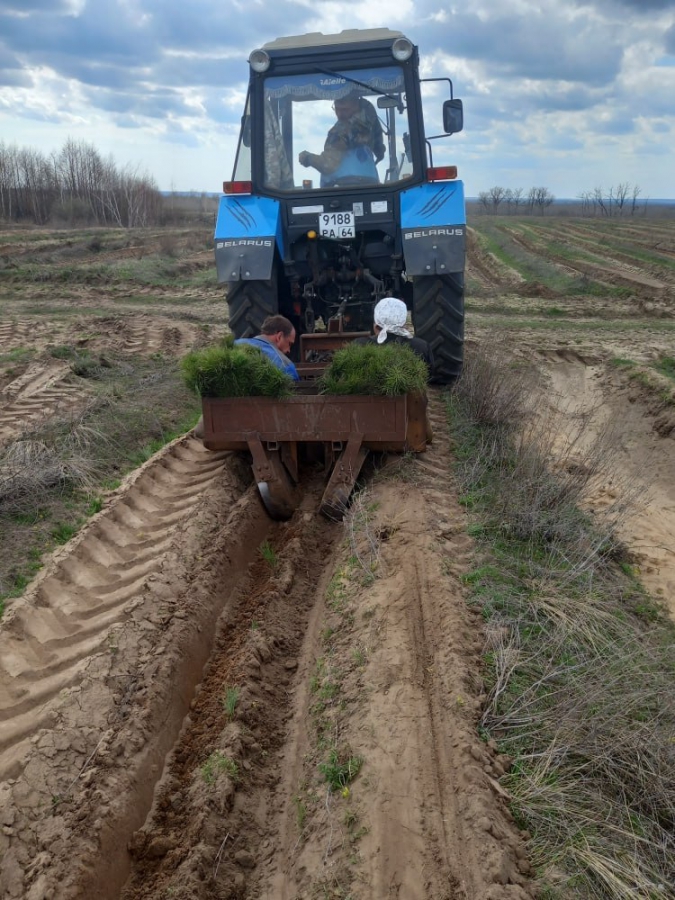 В Саратовской области будут повсеместно сажать белую акацию
