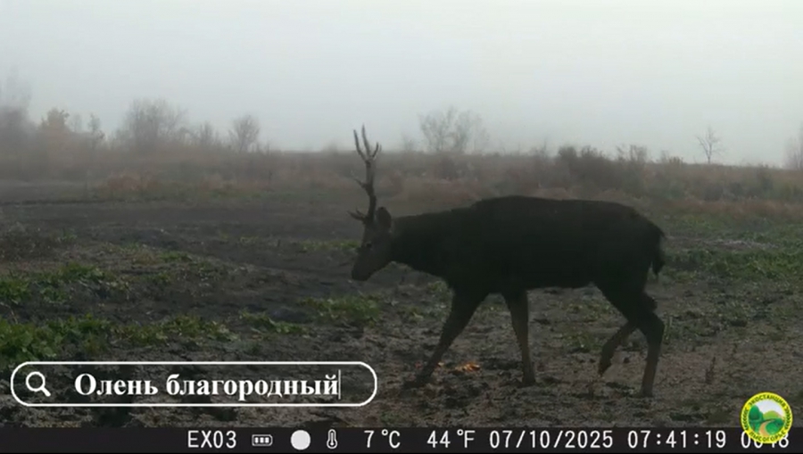 У ученых-экологов в урочище «Лысая гора» украли фотоловушки