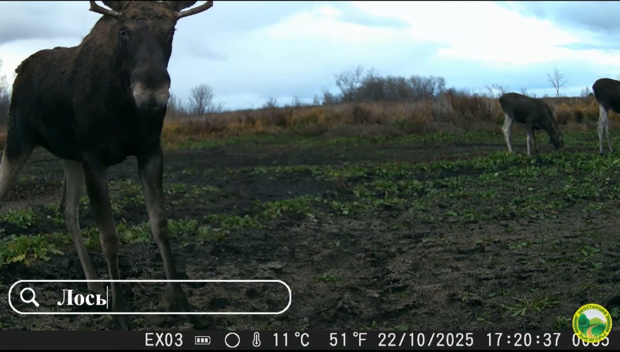 У ученых-экологов в урочище «Лысая гора» украли фотоловушки