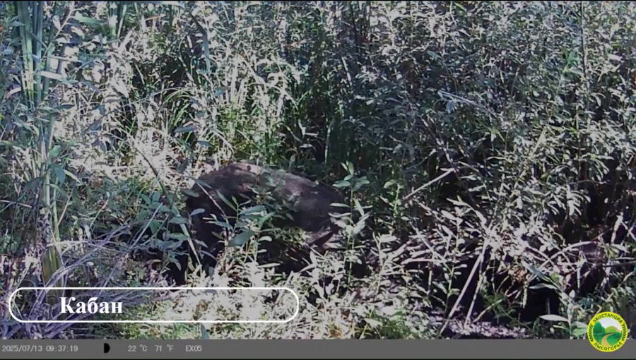 У ученых-экологов в урочище «Лысая гора» украли фотоловушки