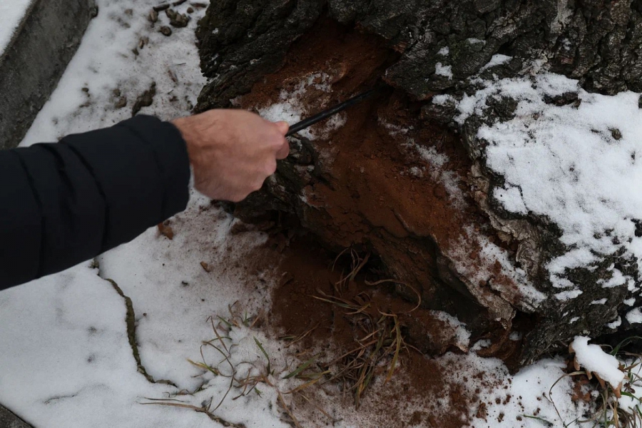 На территории горпарка Саратова снесут еще 11 деревьев