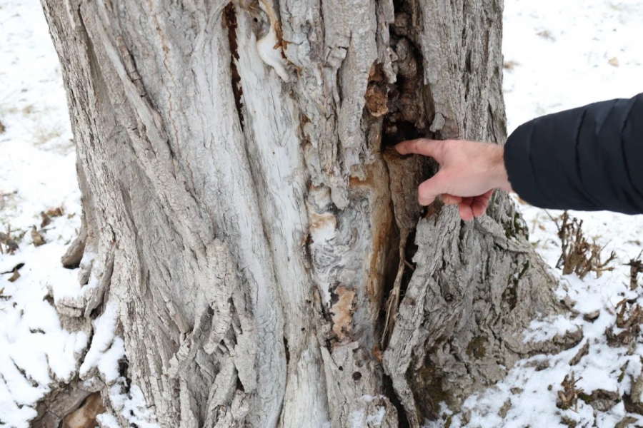 На территории горпарка Саратова снесут еще 11 деревьев