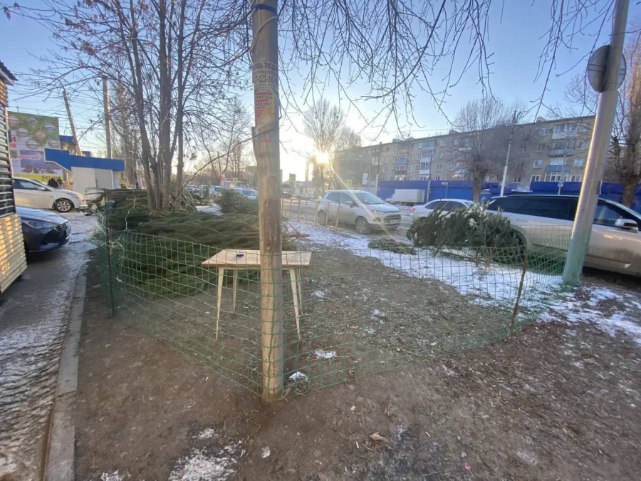 В Саратове на елочных базарах выявлены нарушения