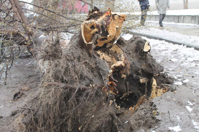 Хозяйка придавленной деревом «Тойоты» надеется взыскать ущерб