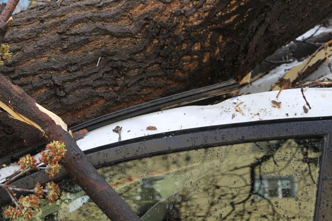 Хозяйка придавленной деревом «Тойоты» надеется взыскать ущерб