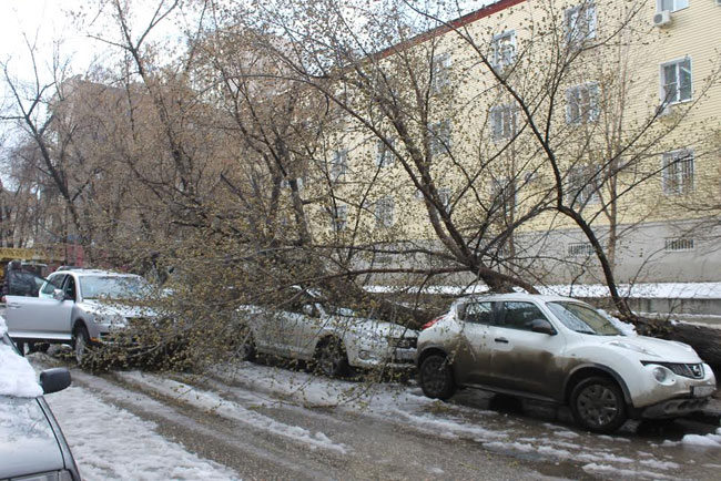 Хозяйка придавленной деревом «Тойоты» надеется взыскать ущерб