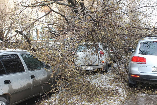 Хозяйка придавленной деревом «Тойоты» надеется взыскать ущерб