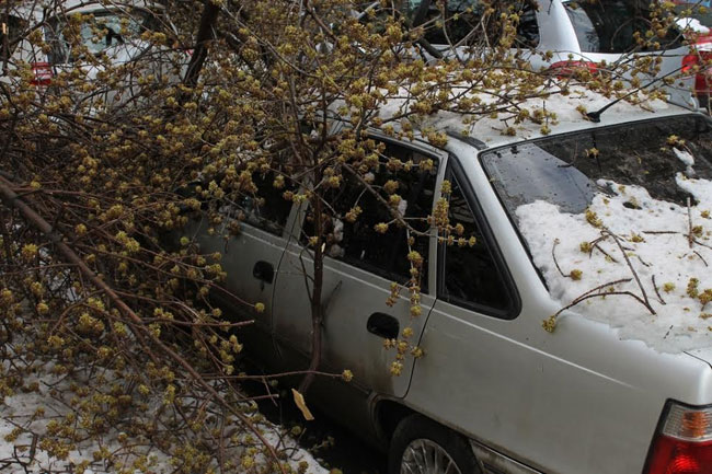 Хозяйка придавленной деревом «Тойоты» надеется взыскать ущерб