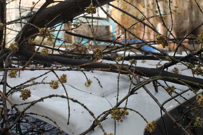 Хозяйка придавленной деревом «Тойоты» надеется взыскать ущерб