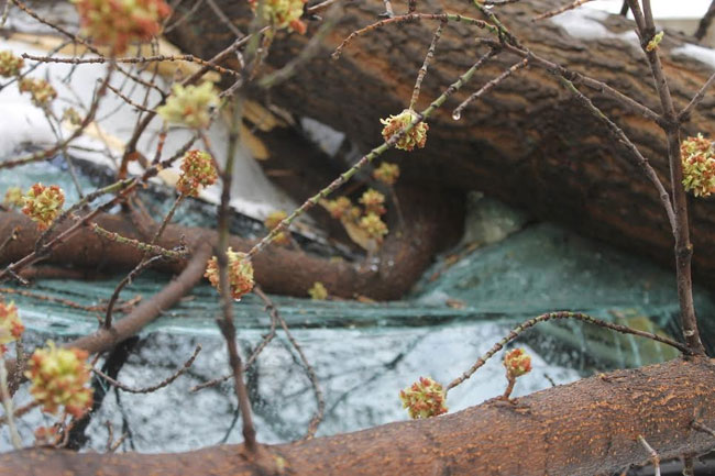 Хозяйка придавленной деревом «Тойоты» надеется взыскать ущерб